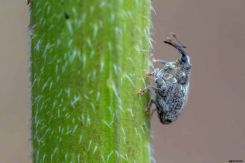 How to Identify and Control Common Sunflower Pests