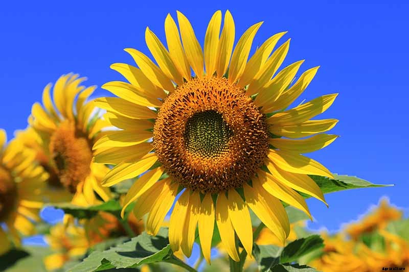 How to Identify and Control Common Sunflower Pests