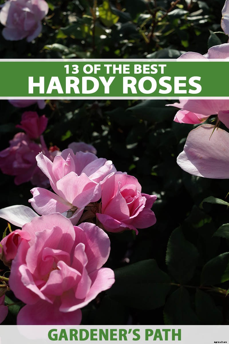 13 of the Best Hardy Roses to Grow at Home