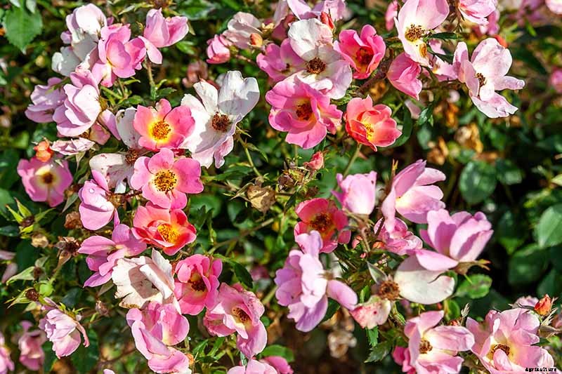 13 of the Best Hardy Roses to Grow at Home