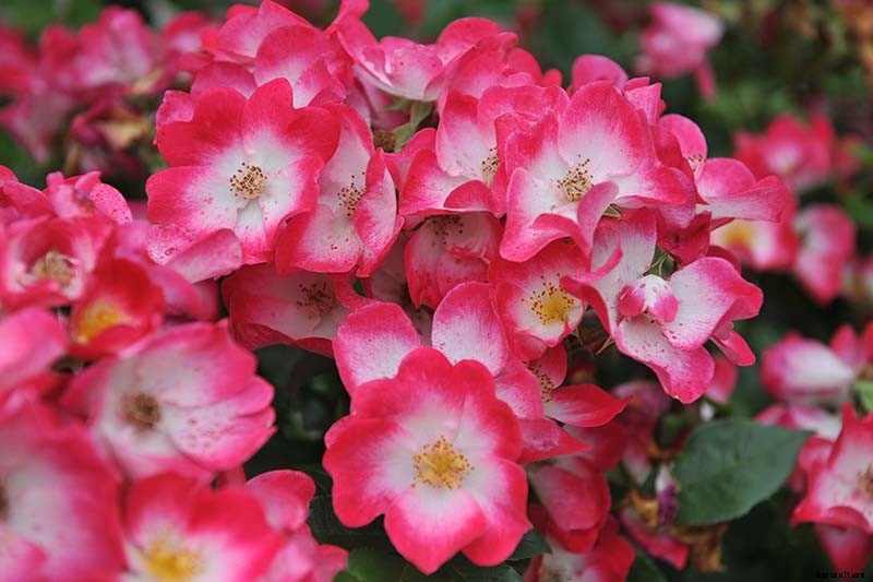 13 of the Best Hardy Roses to Grow at Home