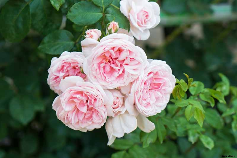13 of the Best Hardy Roses to Grow at Home