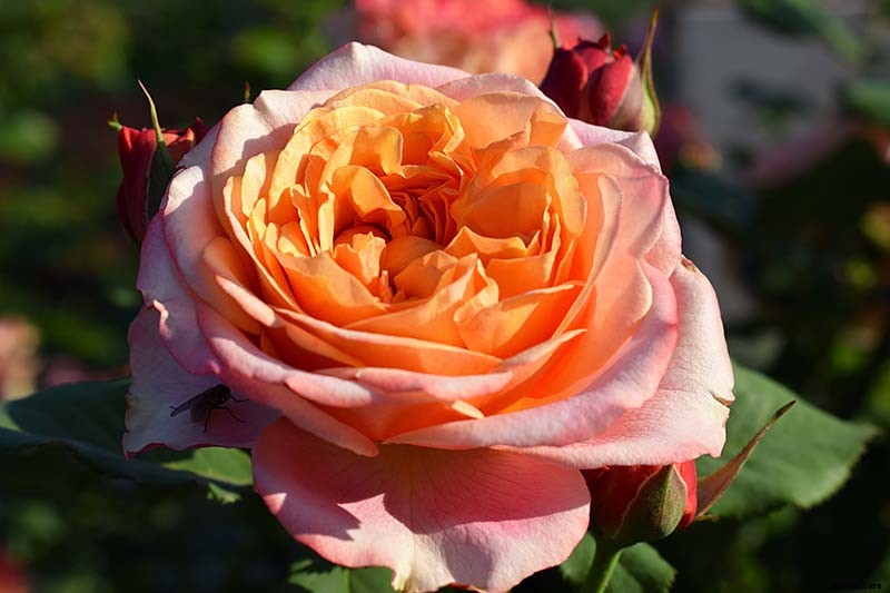 13 of the Best Hardy Roses to Grow at Home