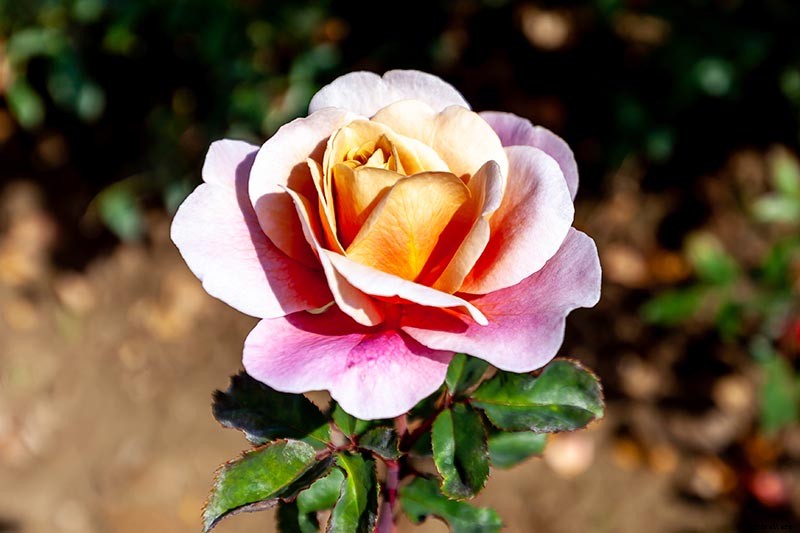13 of the Best Hardy Roses to Grow at Home