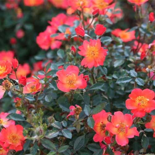 13 of the Best Hardy Roses to Grow at Home