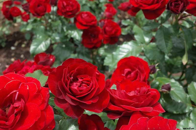 13 of the Best Hardy Roses to Grow at Home