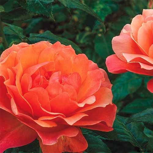13 of the Best Hardy Roses to Grow at Home