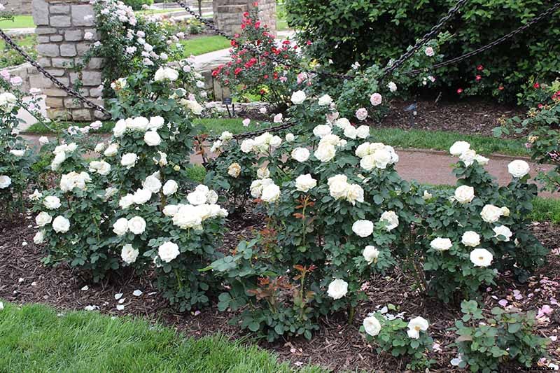 13 of the Best Hardy Roses to Grow at Home