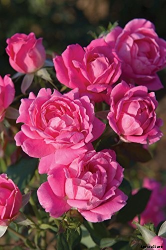 13 of the Best Hardy Roses to Grow at Home