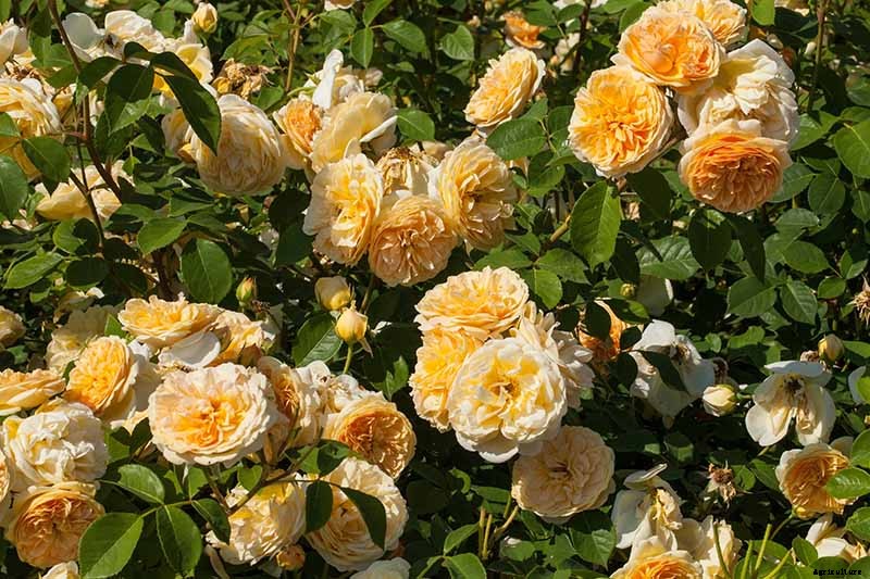 13 of the Best Hardy Roses to Grow at Home