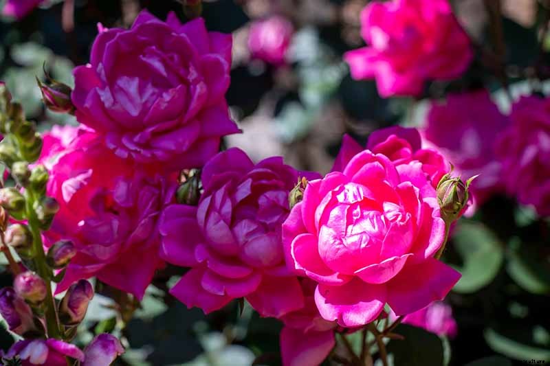 13 of the Best Hardy Roses to Grow at Home