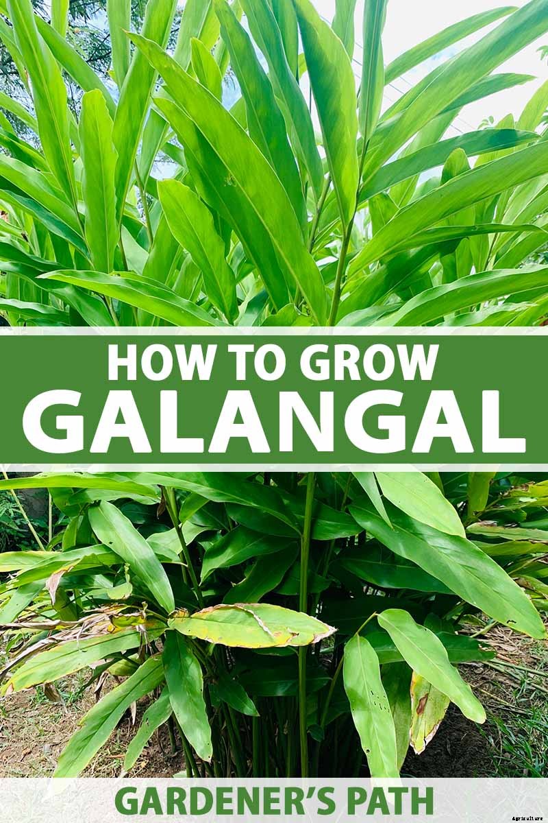 How to Plant and Grow Galangal