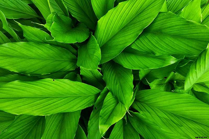 How to Plant and Grow Galangal