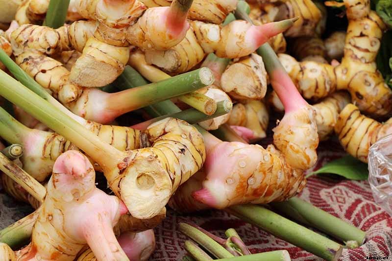 How to Plant and Grow Galangal