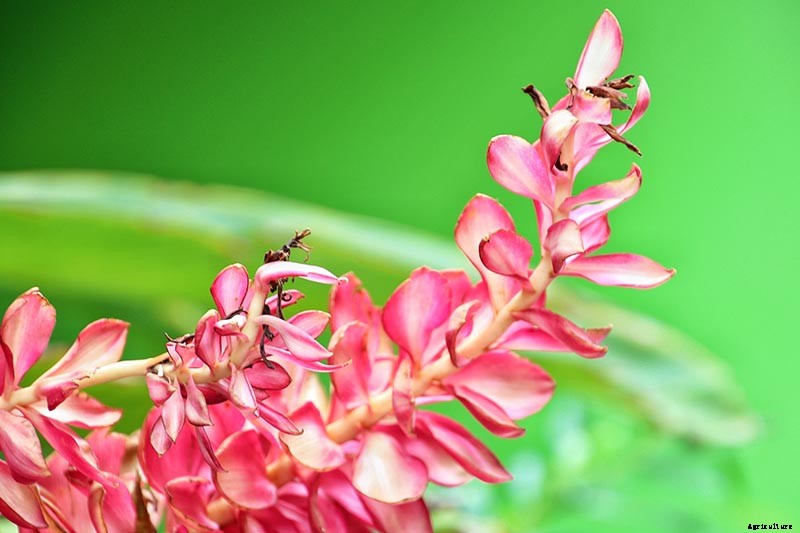 How to Plant and Grow Galangal