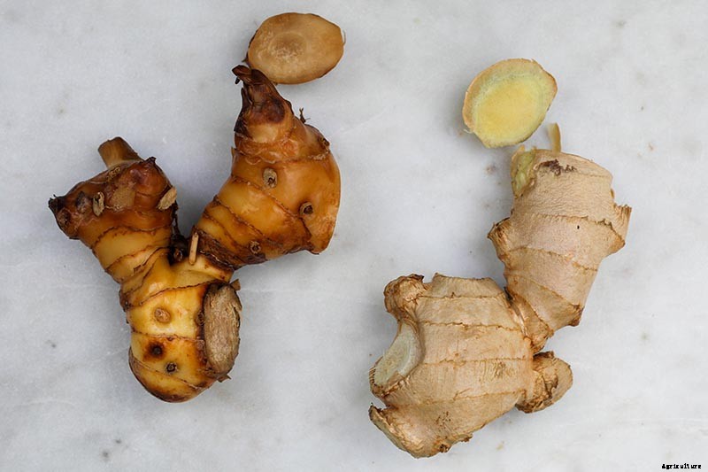 How to Plant and Grow Galangal