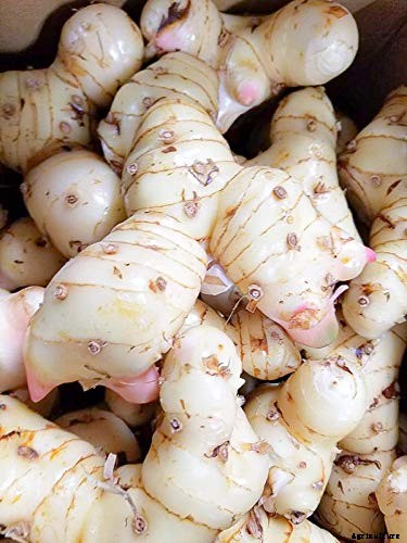 How to Plant and Grow Galangal