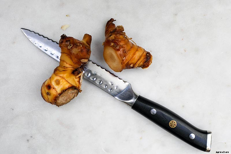 How to Plant and Grow Galangal