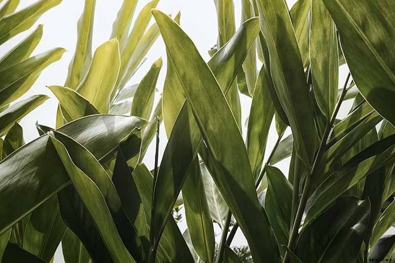 How to Plant and Grow Galangal