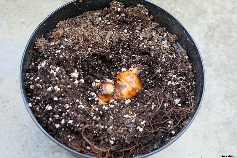 How to Plant and Grow Galangal