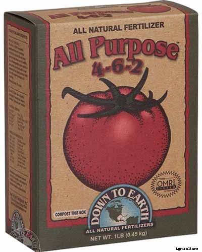 How to Plant and Grow Galangal