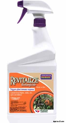 How to Plant and Grow Galangal