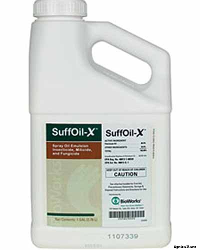 How to Plant and Grow Galangal