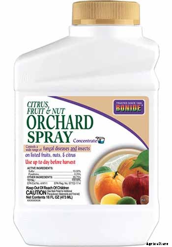 How to Plant and Grow Galangal