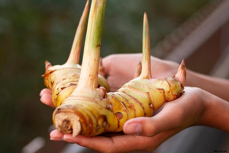 How to Plant and Grow Galangal