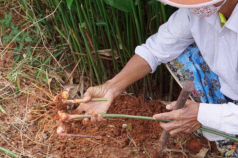 How to Plant and Grow Galangal