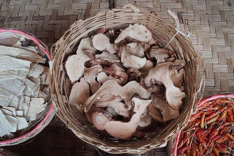 How to Plant and Grow Galangal