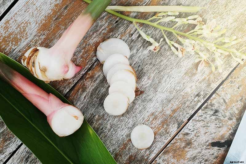 How to Plant and Grow Galangal