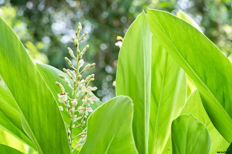 How to Plant and Grow Galangal