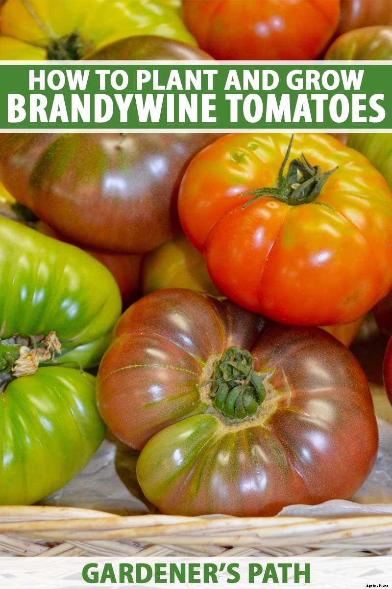 How to Plant and Grow Brandywine Tomatoes