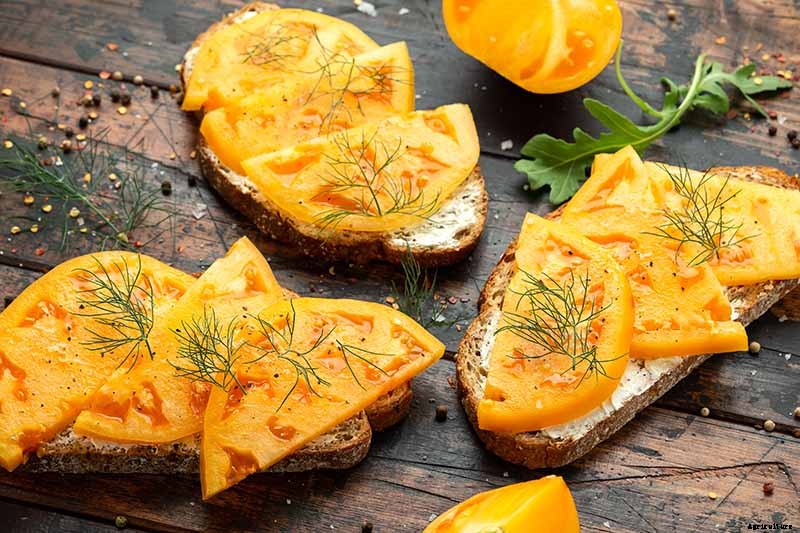 How to Plant and Grow Brandywine Tomatoes