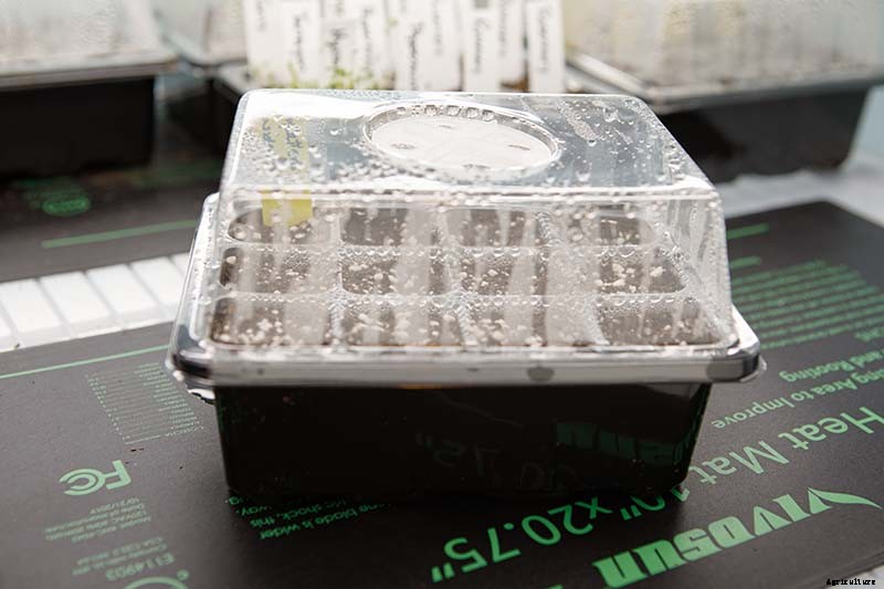 How to Plant and Grow Brandywine Tomatoes