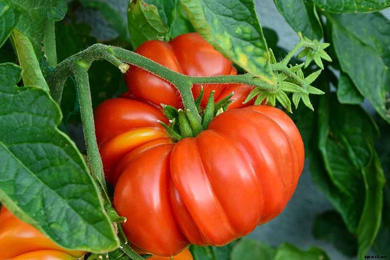How to Plant and Grow Brandywine Tomatoes