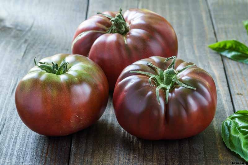 How to Plant and Grow Brandywine Tomatoes