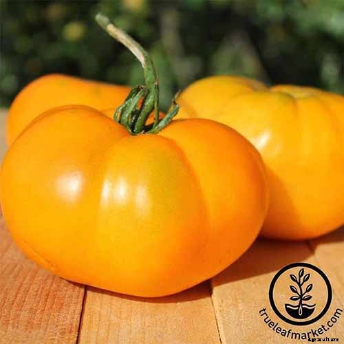 How to Plant and Grow Brandywine Tomatoes