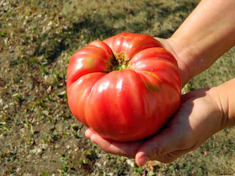 How to Plant and Grow Brandywine Tomatoes