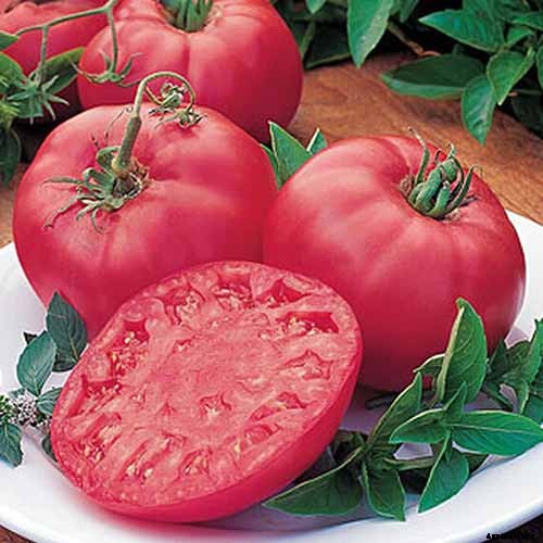 How to Plant and Grow Brandywine Tomatoes