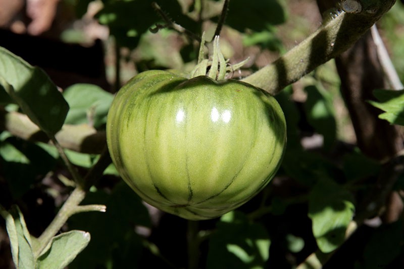How to Plant and Grow Brandywine Tomatoes