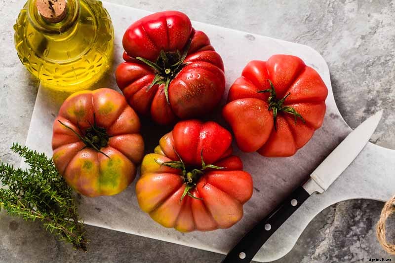 How to Plant and Grow Brandywine Tomatoes