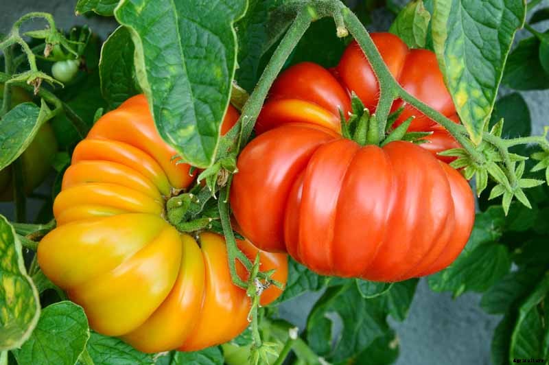 How to Plant and Grow Brandywine Tomatoes