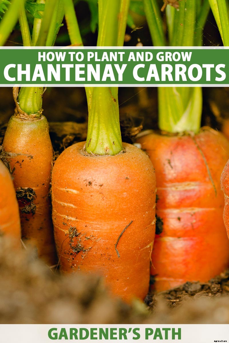 Crisp, Sweet, and Red to the Core: How to Grow Chantenay Carrots