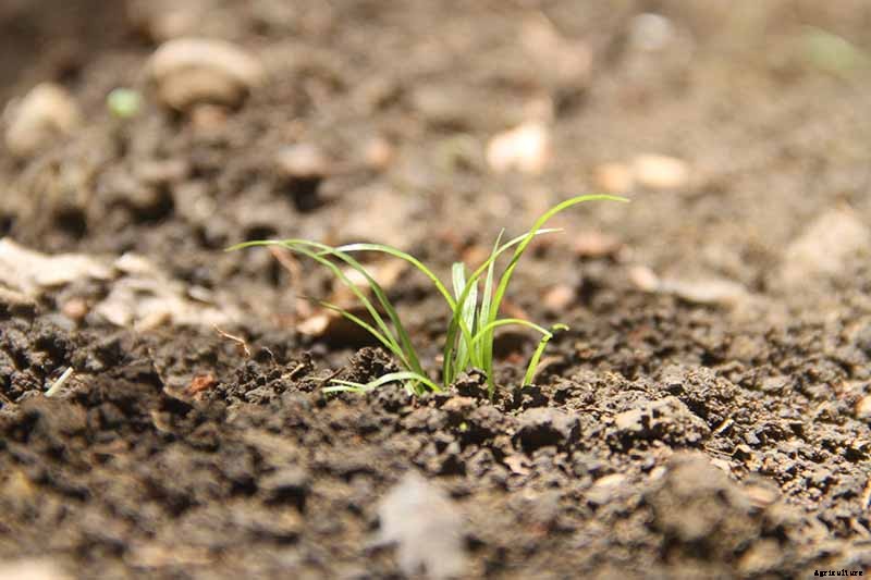 Crisp, Sweet, and Red to the Core: How to Grow Chantenay Carrots