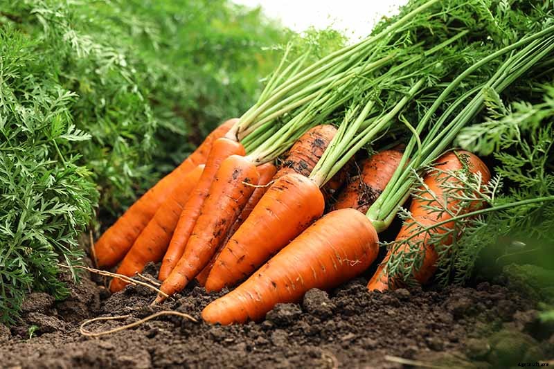 Crisp, Sweet, and Red to the Core: How to Grow Chantenay Carrots