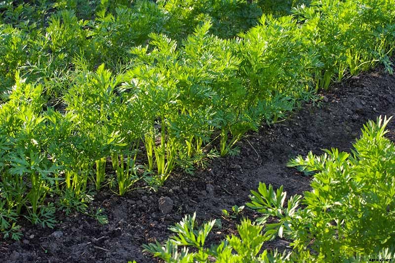 Crisp, Sweet, and Red to the Core: How to Grow Chantenay Carrots