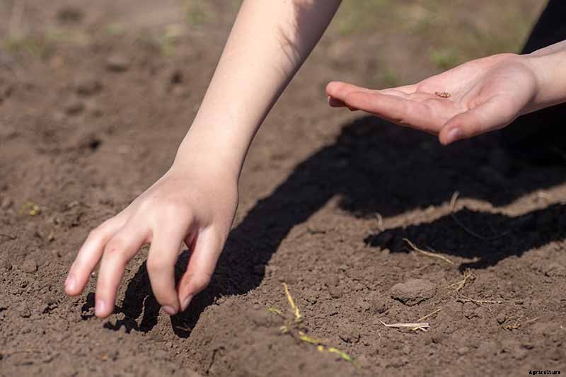 Crisp, Sweet, and Red to the Core: How to Grow Chantenay Carrots