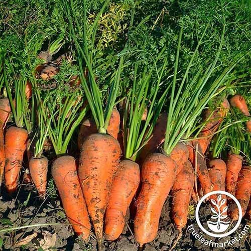 Crisp, Sweet, and Red to the Core: How to Grow Chantenay Carrots